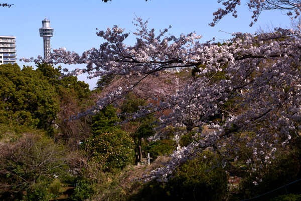 130321 sakura 2 DSC_0769.jpg
